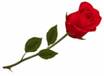 A red rose with green leaves

Description automatically generated